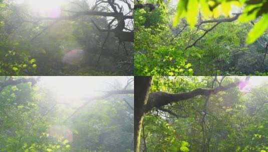 阳光穿过树叶阳光穿过树林唯美逆光森林阳光高清在线视频素材下载