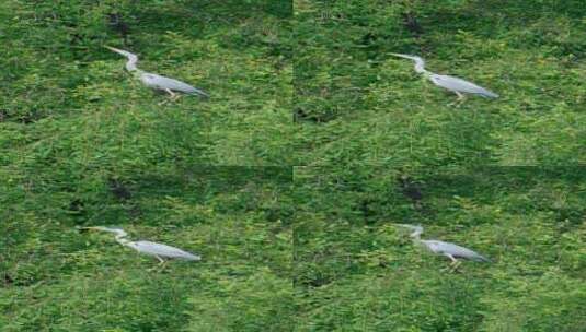 广州海珠国家湿地公园苍鹭鸟类野生动物高清在线视频素材下载