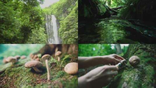女人在小溪瀑布流过的丛林中摘蘑菇高清在线视频素材下载