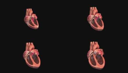 人体心脏器官心房心室收缩和舒张血液循环高清在线视频素材下载