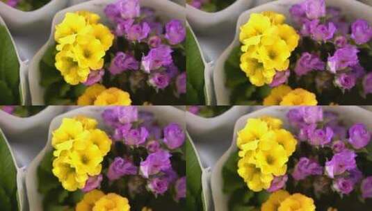盆栽报春花，春天的植物高清在线视频素材下载