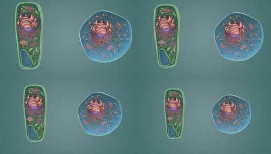 植物细胞 细胞核 液泡 叶绿体 细胞壁高清在线视频素材下载