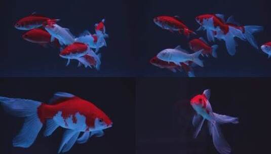 鱼缸水族箱红锦鲤鱼观赏鱼展示超白缸特写高清在线视频素材下载