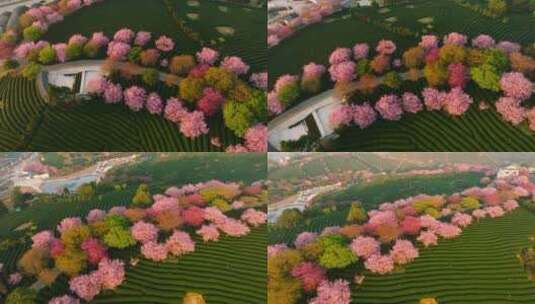 浙江湖州春日梅花梅园铁佛寺近景高清在线视频素材下载