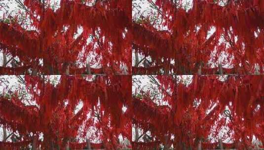 寺庙寺院祈福祈愿的红飘带和许愿树实拍素材高清在线视频素材下载