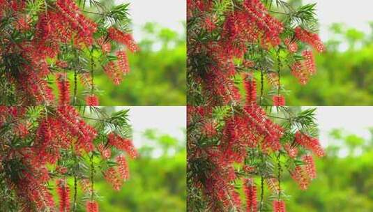湖边植物垂枝红千层B高清在线视频素材下载