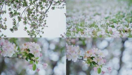 【原创】视频合集樱花升格慢镜头高清在线视频素材下载