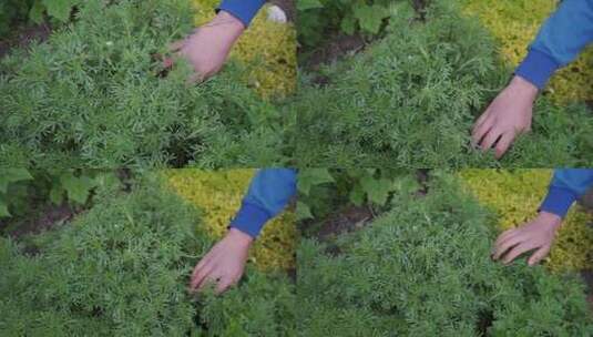 手抚摸花园里的洋甘菊高清在线视频素材下载