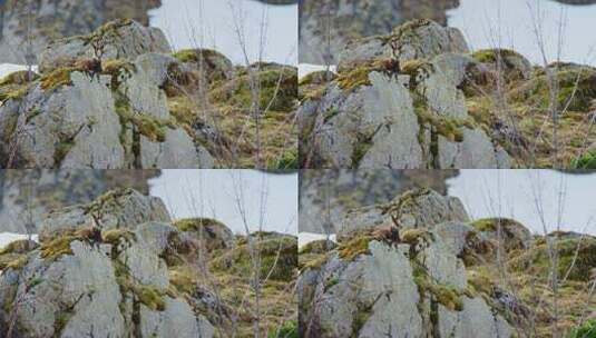 一只羚羊坐在岩石上俯瞰山谷高清在线视频素材下载