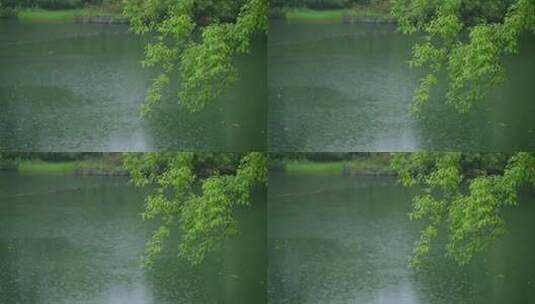 春天杭州花港观鱼阴雨天植物绿色自然高清在线视频素材下载