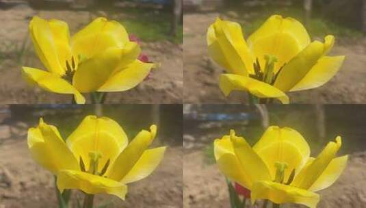 盛开的郁金香花朵高清在线视频素材下载