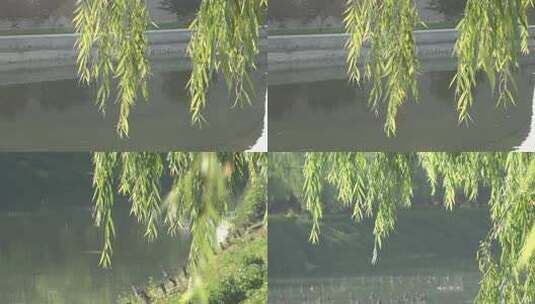 河边的柳树枝条高清在线视频素材下载