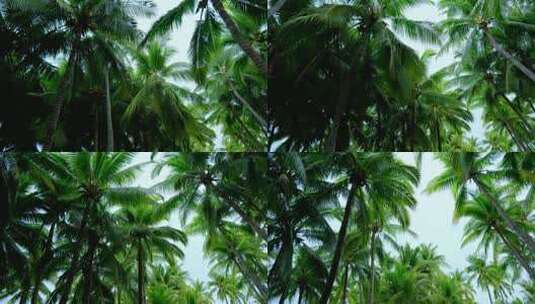 海南三亚椰树椰林椰子树 海滨公园高清在线视频素材下载