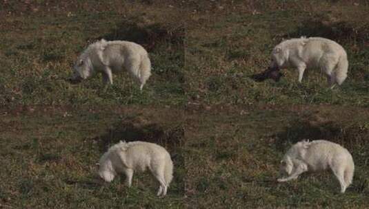 北极狼拉着毛茸茸的猎物咀嚼它。高清在线视频素材下载