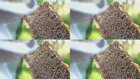 养蜜蜂的人 养蜜蜂 蜜蜂高清在线视频素材下载