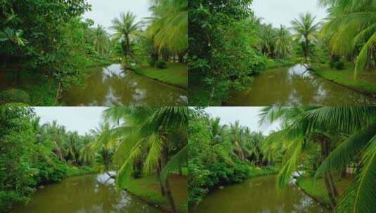 海南热带湿地公园小河 椰树林高清在线视频素材下载