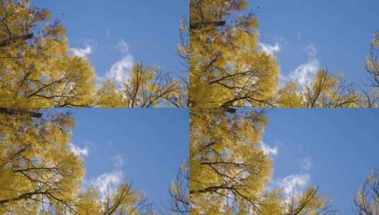 阳光下五颜六色的秋叶。黄叶树，白天的天空。高清在线视频素材下载