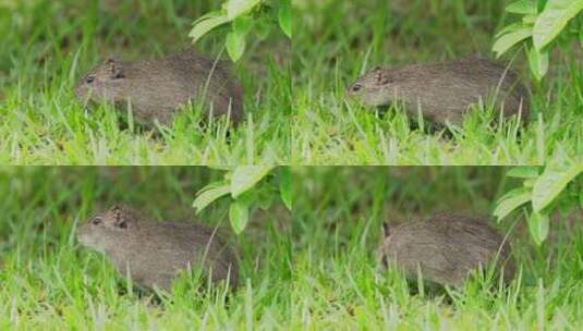 可爱的巴西小豚鼠，cavia aperea，长着深棕色头发的啮齿动物，吞噬着青草高清在线视频素材下载