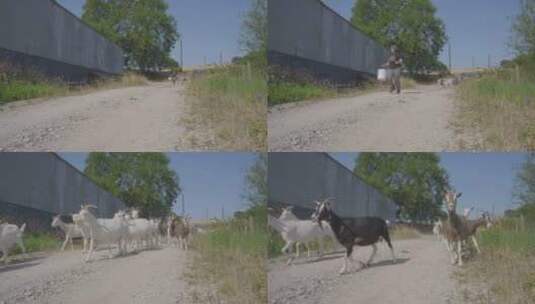 农村放山羊群奔跑高清在线视频素材下载