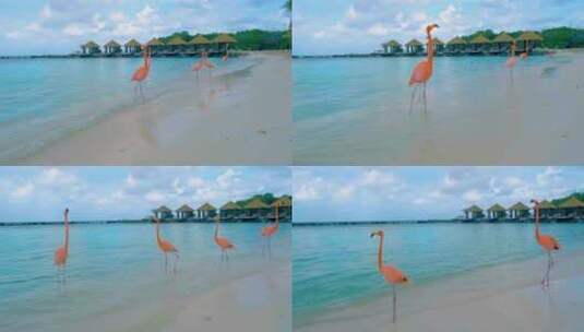 阿鲁巴海滩与海滩上的粉红色火烈鸟在阿鲁巴岛加勒比海的海滩上的粉红色火烈鸟高清在线视频素材下载