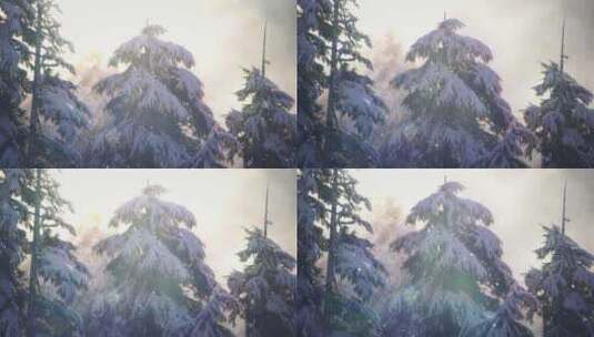 雪松雾凇雪景高清在线视频素材下载