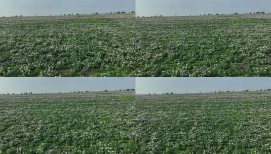 航拍中草药种植基地芍药花田地高清在线视频素材下载