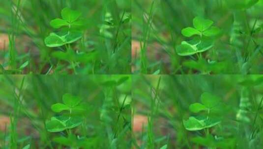 4K夏天绿植透过光光影空镜意境实拍视频高清在线视频素材下载