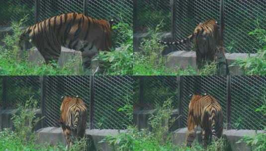 动物园东北虎高清在线视频素材下载