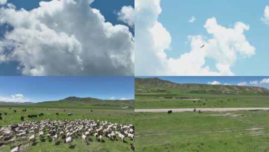 草原羊航拍高清在线视频素材下载
