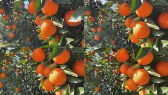 果园里成熟的橙子高清在线视频素材下载