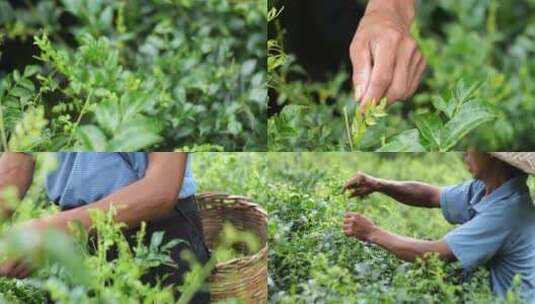 茶农采茶实拍素材高清在线视频素材下载