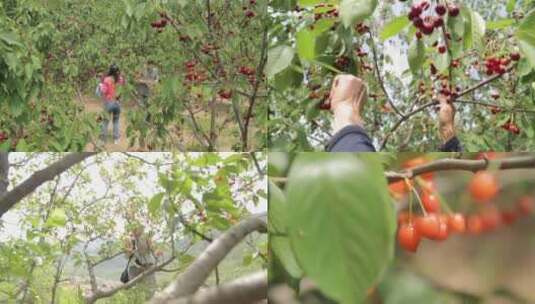 樱桃 成熟 大片樱桃 樱桃山樱桃树采摘果实高清在线视频素材下载