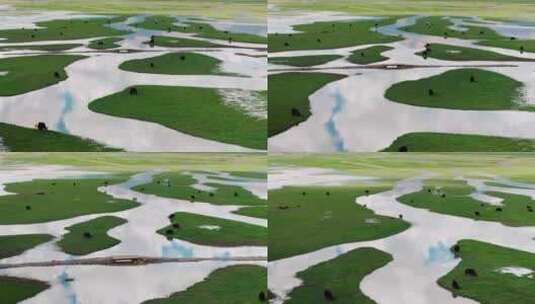 西藏雪山脚下草原上河流边的牦牛群唯美航拍高清在线视频素材下载