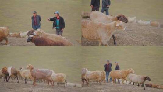 羊群牧民牧场新疆内蒙古吃草山羊草地草原高清在线视频素材下载