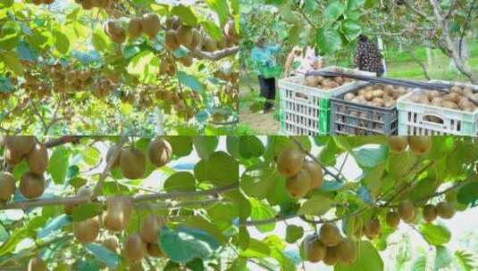猕猴桃种植基地高清在线视频素材下载