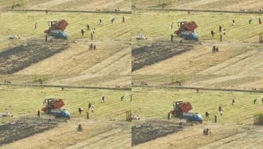 航拍秋收时节农民在田间收割高清在线视频素材下载