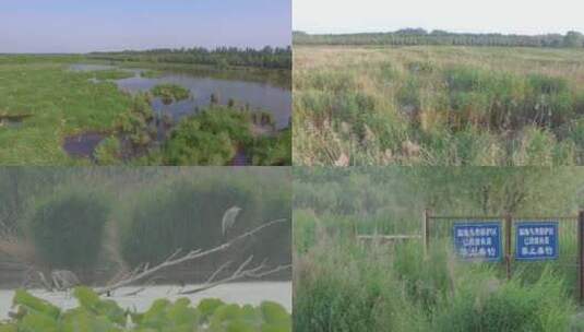 黄河湿地 湿地鸟高清在线视频素材下载