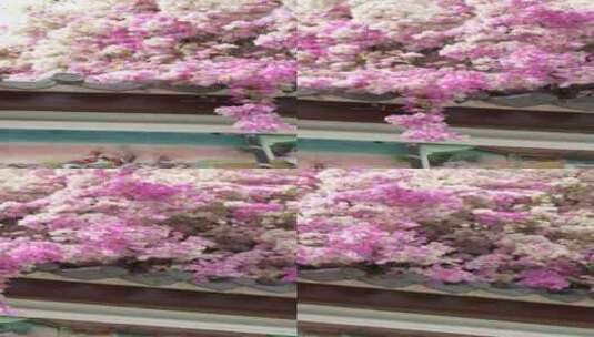 【正版4K超清】深圳园博园三角梅瀑布高清在线视频素材下载
