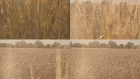 金色麦田麦穗麦子小麦高清在线视频素材下载