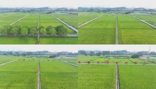 中国广州市增城区丝苗米省级现代农业产业园高清在线视频素材下载