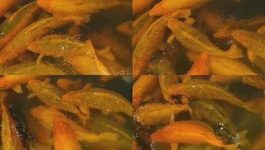 乌镇景区的大锦鲤鱼高清在线视频素材下载