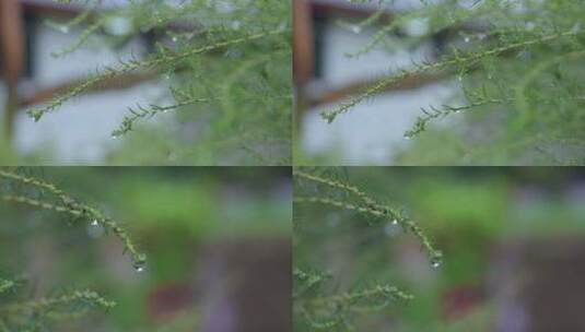 草上雨滴水珠高清在线视频素材下载