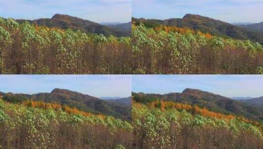 湖北利川钟灵山林场深秋景色高清在线视频素材下载