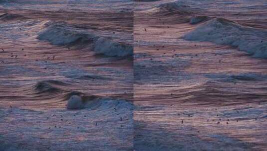 咆哮的巨浪与溪戏的海鸟高清在线视频素材下载