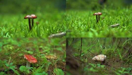 罕见蘑菇菌类云南森林里的蘑菇微距摄影高清在线视频素材下载