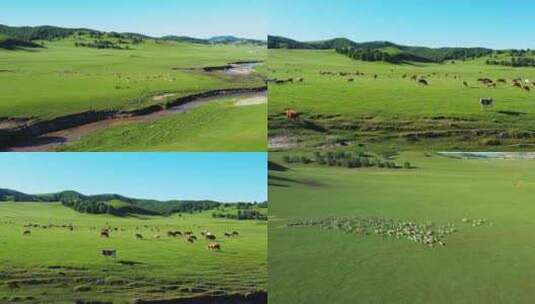 4K内蒙草原牛群羊群航拍高清在线视频素材下载