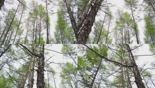 雪松 松树 松针松枝松林高清在线视频素材下载