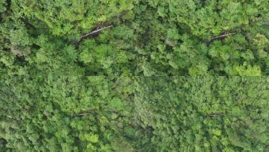 山涧小溪拉出森林大景高清在线视频素材下载