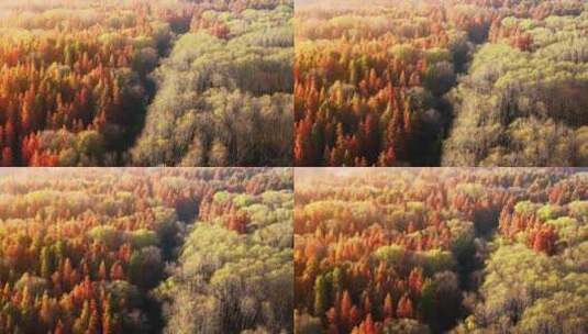 上海西沙国家湿地公园秋季杉林仙境高清在线视频素材下载