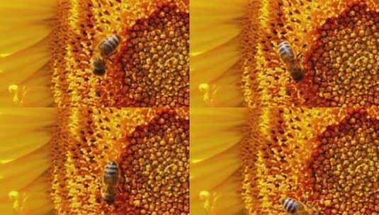 向日葵 蜜蜂采蜜 蜜蜂高清在线视频素材下载